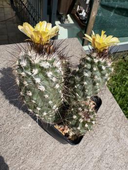 Preview: Copiapoa humilis